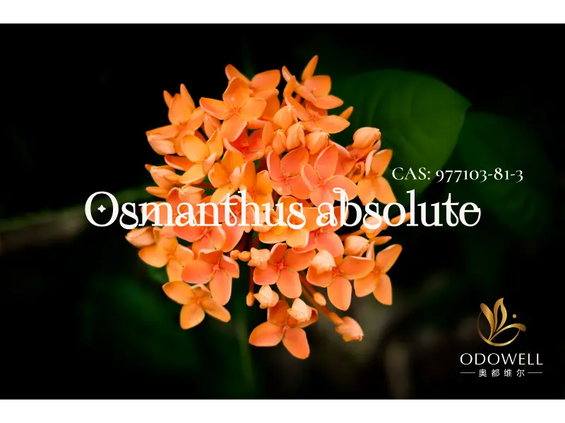 osmanthus အကြွင်းန်းလနငျးအထုံးငျးပဒြအတဲ