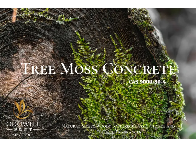 Tree Moss Concrete - Classic Chypre နှင့် Fougère အမွှေးနံ့များအတွက် ODOWELL ၏ သဘာဝ မော့စီ-သစ်သားအခြေခံ